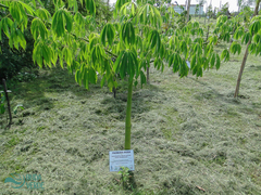 Ceiba speciosa