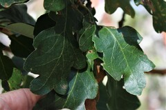 Quercus douglasii