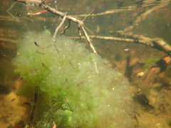 Lithobates sylvaticus