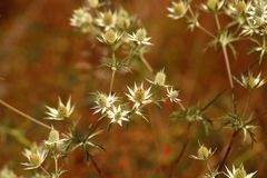 Eryngium heterophyllum
