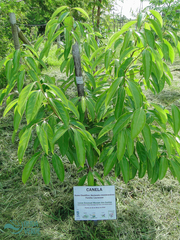 Nectandra membranacea