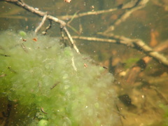 Lithobates sylvaticus