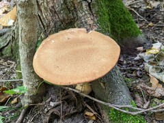 Polyporus radicatus