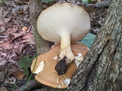 Polyporus radicatus