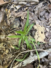 Dichanthelium laxiflorum