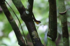 Anolis polylepis