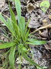 Dichanthelium laxiflorum