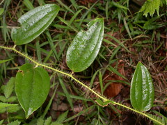 Smilax horridiramula