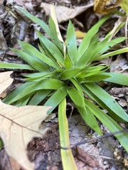 Dichanthelium laxiflorum