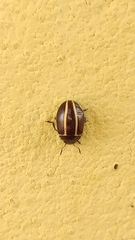Doryphorina
