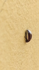 Doryphorina