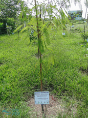 Anadenanthera colubrina