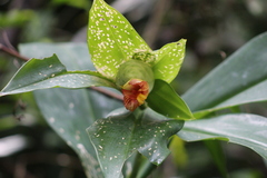 Costus