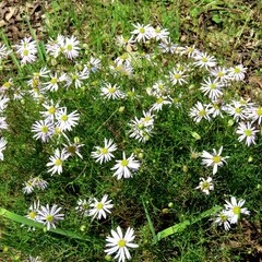 Brachyscome multifida
