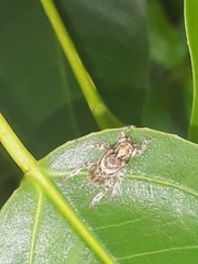 Callipogonius cornutus