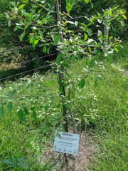 Schinus molle