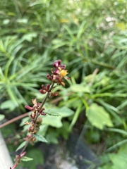 Triumfetta rhomboidea