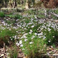 Brachyscome multifida