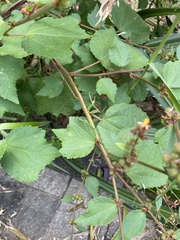 Triumfetta rhomboidea