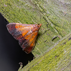 Pyrausta bicoloralis