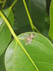 Callipogonius cornutus