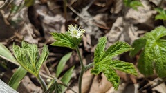 Hydrastis canadensis