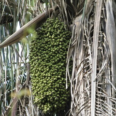 Attalea butyracea