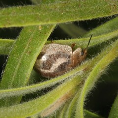 Paropsisterna semifumata