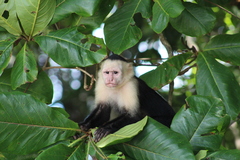 Cebus imitator