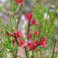 Allocasuarina misera