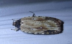 Agonopterix atrodorsella
