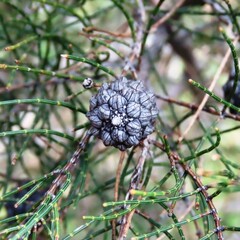 Allocasuarina misera