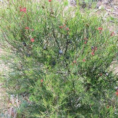 Allocasuarina misera