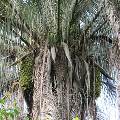 Attalea butyracea