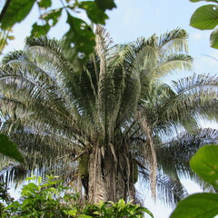 Attalea butyracea
