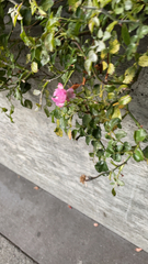 Magnoliopsida