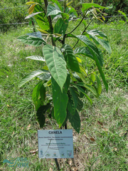 Nectandra membranacea