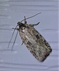 Agonopterix pulvipennella