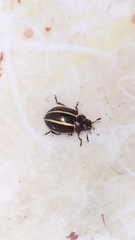 Doryphorina