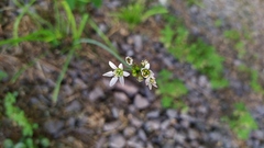 Nothoscordum