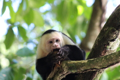 Cebus imitator