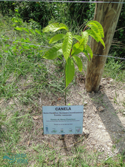 Nectandra membranacea