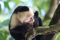 Cebus imitator