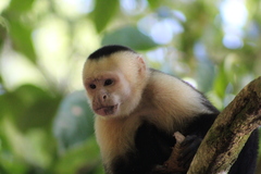 Cebus imitator