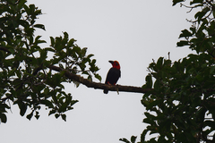 Pityriasis gymnocephala