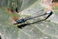 Zoniagrion exclamationis