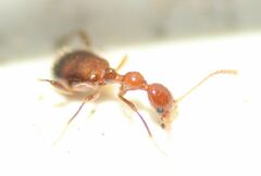 Acanthinus argentinus