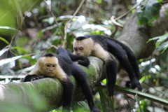 Cebus imitator
