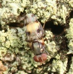 Euxesta major