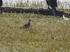 Calidris melanotos